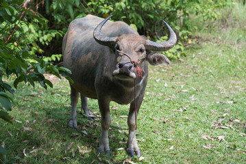 Thai Buffalo