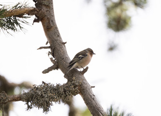 fringilla coelebs, chaffinch