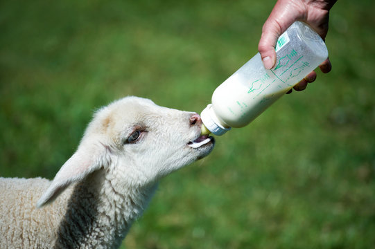 Lamm mit Milchflasche