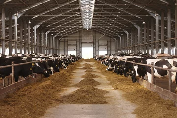 Keuken spatwand met foto koeien boerderij landbouw © briday