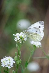 Kohlweißling auf weißer Blüte