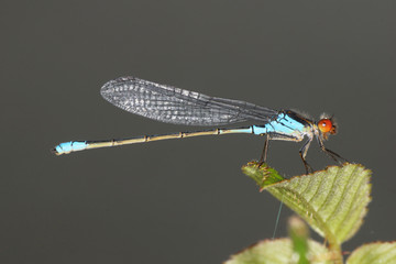 Small Red-Eyed Damselfly