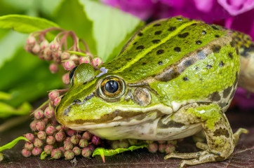 Frog looking
