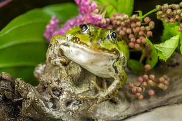 Frog and branch