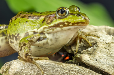 Frog and tree branch