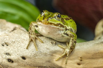 Small frog