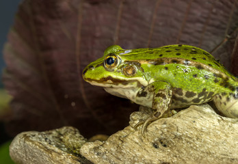 Obraz premium The frog sits under a brown sheet