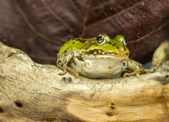 The frog sits under a sheet