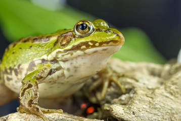 Frog monitor environment