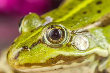 Frog macro