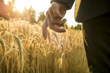 Businessman walking through a golden wheat field reaching down w