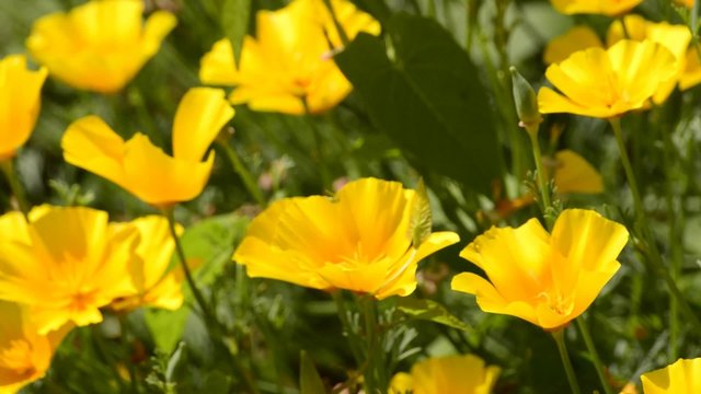 Kalifornische Mohn, Eschscholzia californica, Bl&uuml;te der Zier-und Heilpflanze