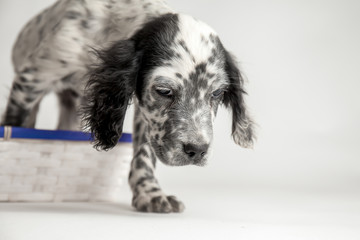 Fototapeta premium Ritratto di cucciolo di cane setter inglese che cammina. Sfondo bianco