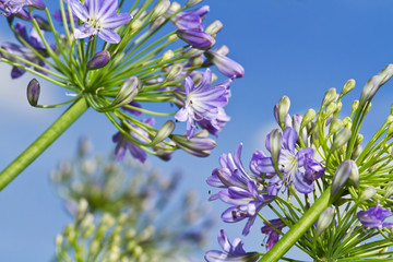 Schmucklilien © E. Schittenhelm