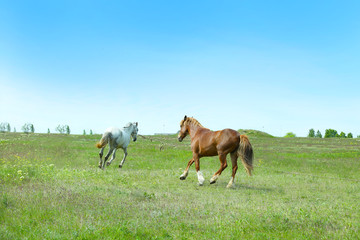Two beautiful horses grazing on meadow