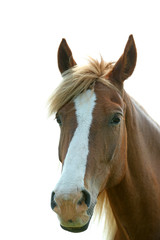 Obraz na płótnie Canvas Portrait of beautiful brown horse, outdoors