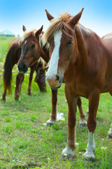 Beautiful horses grazing on meadow