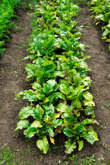 Beetroot patch