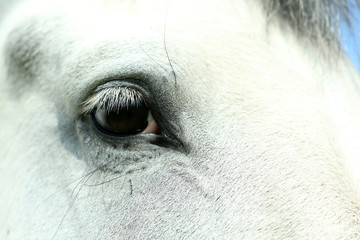 Closeup of white horse eye