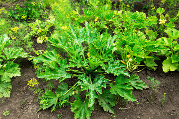 Vegetable patch