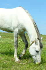 Fototapeta premium Beautiful white horse grazing on meadow