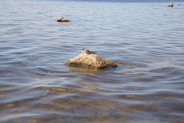 Молодые чайки сидат на камнях на мелководье Финского залива