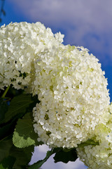 Wei&szlig;e Hortensienbl&uuml;ten