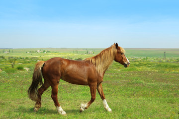 Beautiful brown horse grazing on meadow
