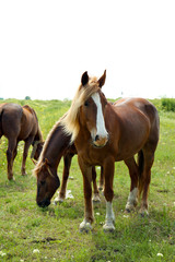 Naklejka na ściany i meble Beautiful horses grazing on meadow