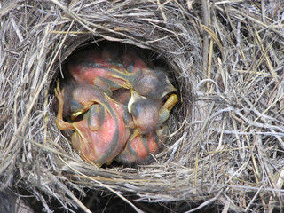 Baby Nest