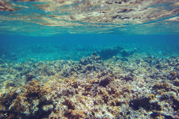 Naklejka na ściany i meble Underwater coral reef background in Caribbean sea
