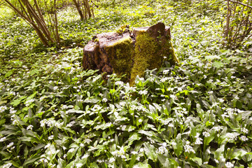 Blooming wild garlic, Baden Baden, Baden Wuerttemberg, Germany