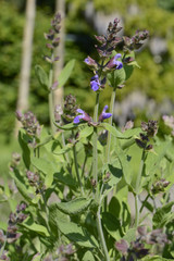 Common Sage (Salvia officinalis)