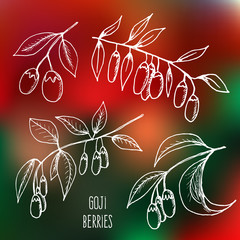 Goji berries sketch