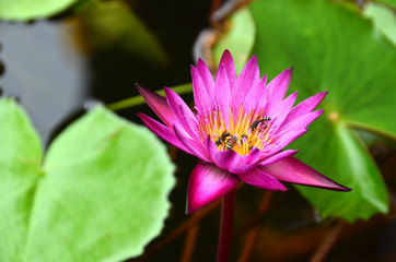 lotus,flowers,bee,bee flowers,nature,wall,water,background,garden,plant,color,petal,green,flora