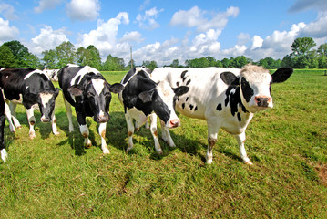 Naklejka na ściany i meble Cows on pasture with trees and blue sky. Germany