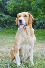 Yellow cute mixed breed dog portrait in the grass