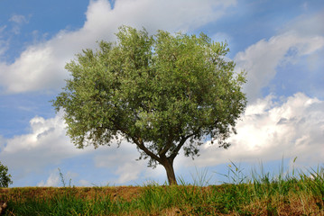 Olive tree in front of clouded sky