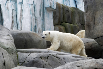Obraz na płótnie Canvas A polar bear between rocks on the search for food. Hagebeck zoo, germany.