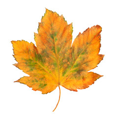 Bright orange maple leaf on white background