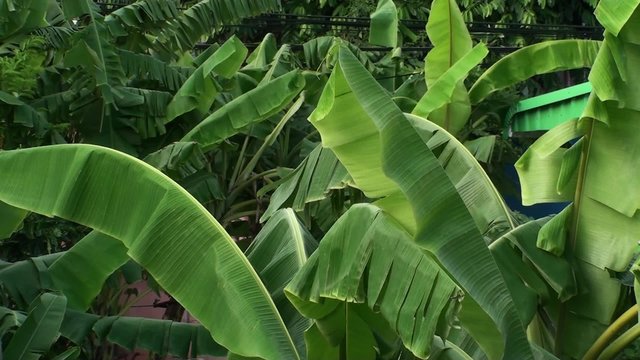 Banana leaves swaying in the wind