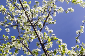 Spring Blooming Trees