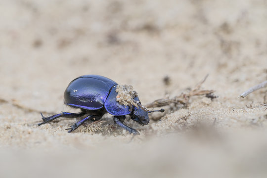 Earth-boring dung beetle - Trypocopris vernalis