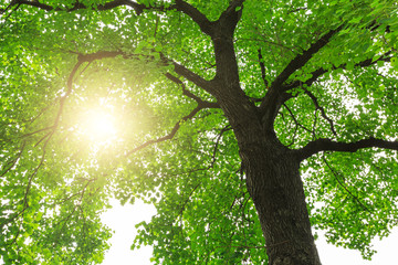 green nature  forest sunlight backgrounds