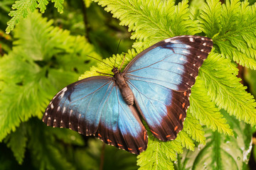Big Butterfly