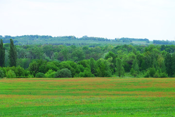 Green field, trees and blue sky