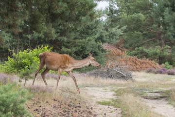 Red deer - Cervus elaphus