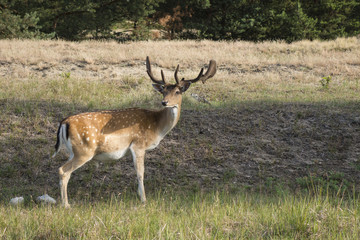 Naklejka na ściany i meble Red deer - Cervus elaphus