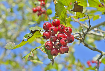Berries of hawthorn 10