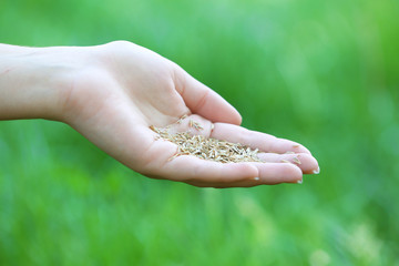 Wheat grain in female hand on green grass background